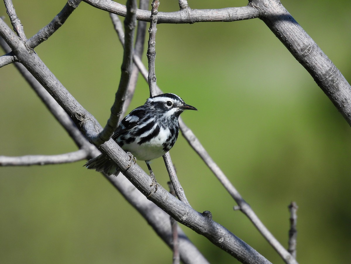 Black-and-white Warbler - ML620147940