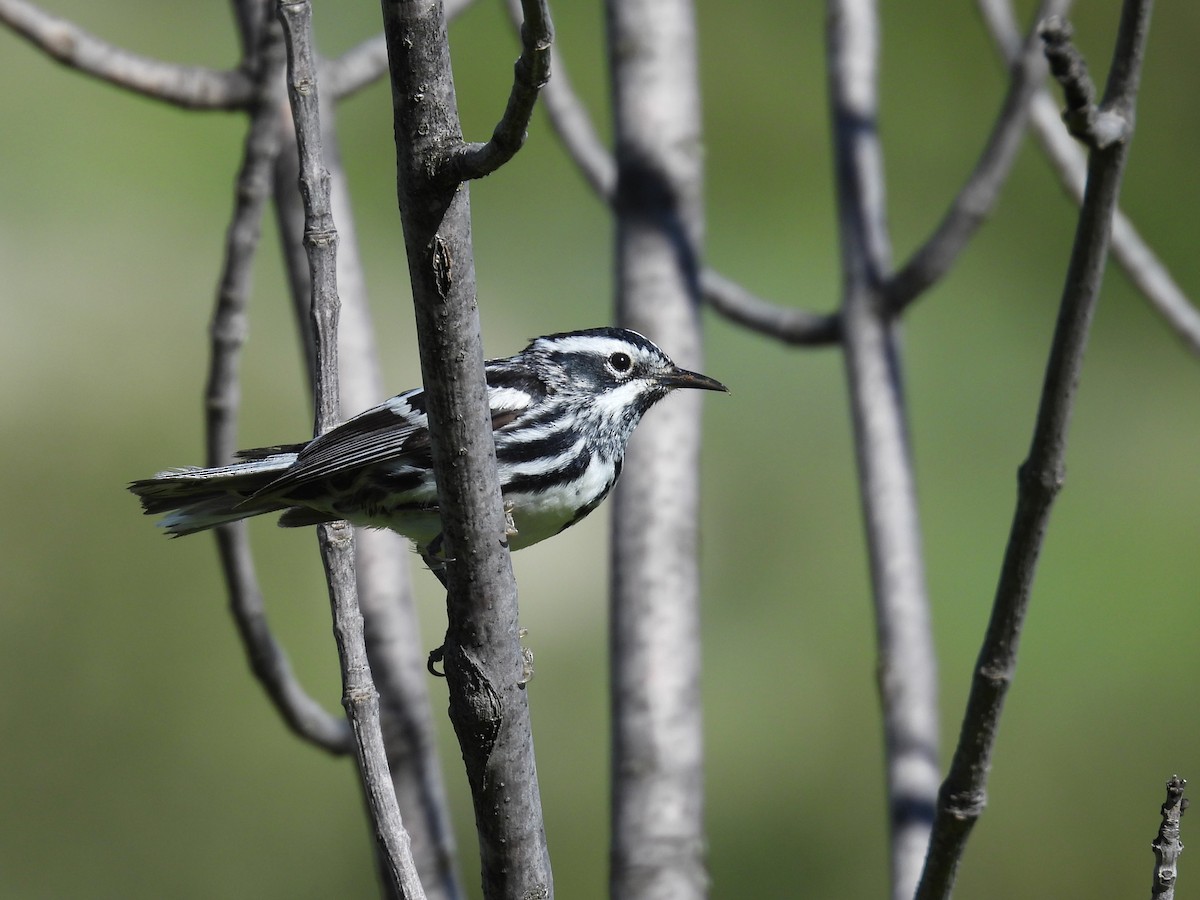 Black-and-white Warbler - ML620147943