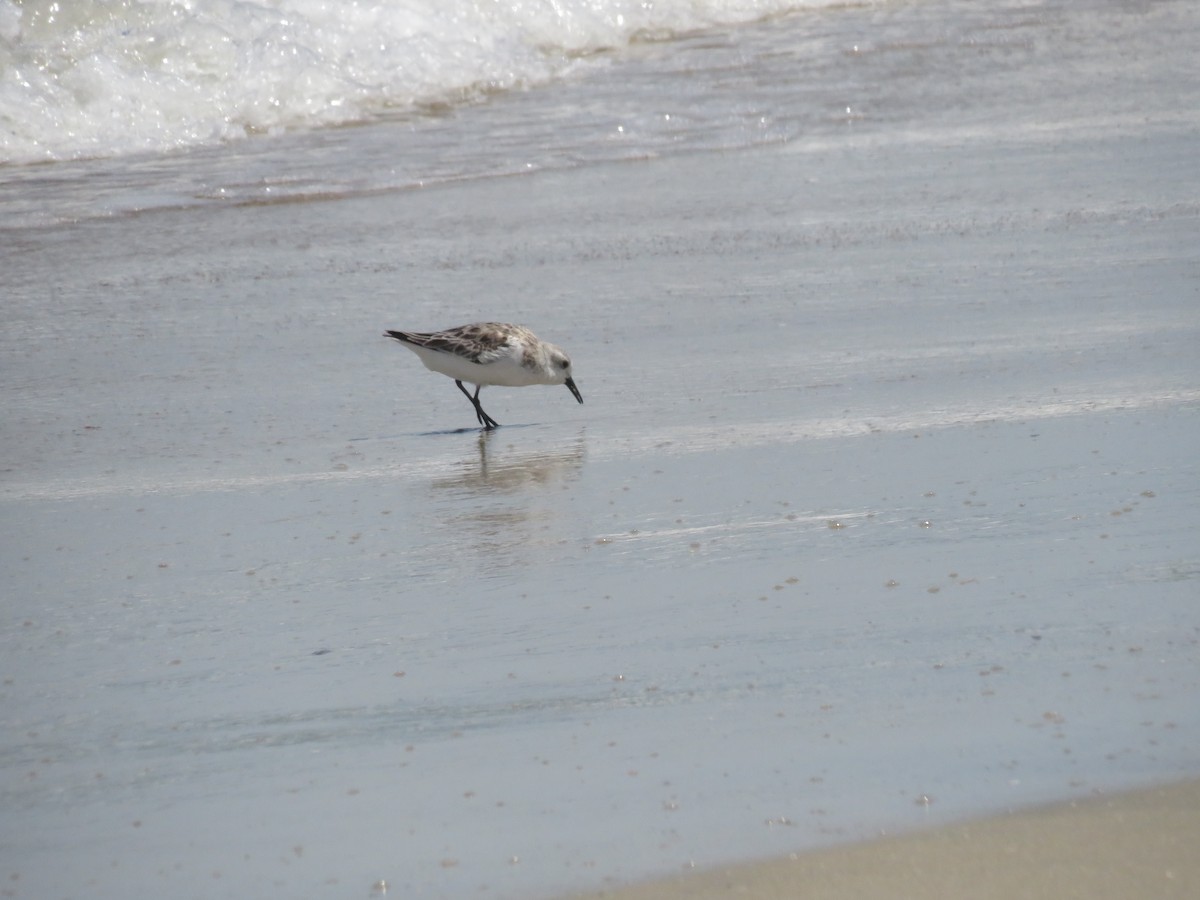 Bécasseau sanderling - ML620147944