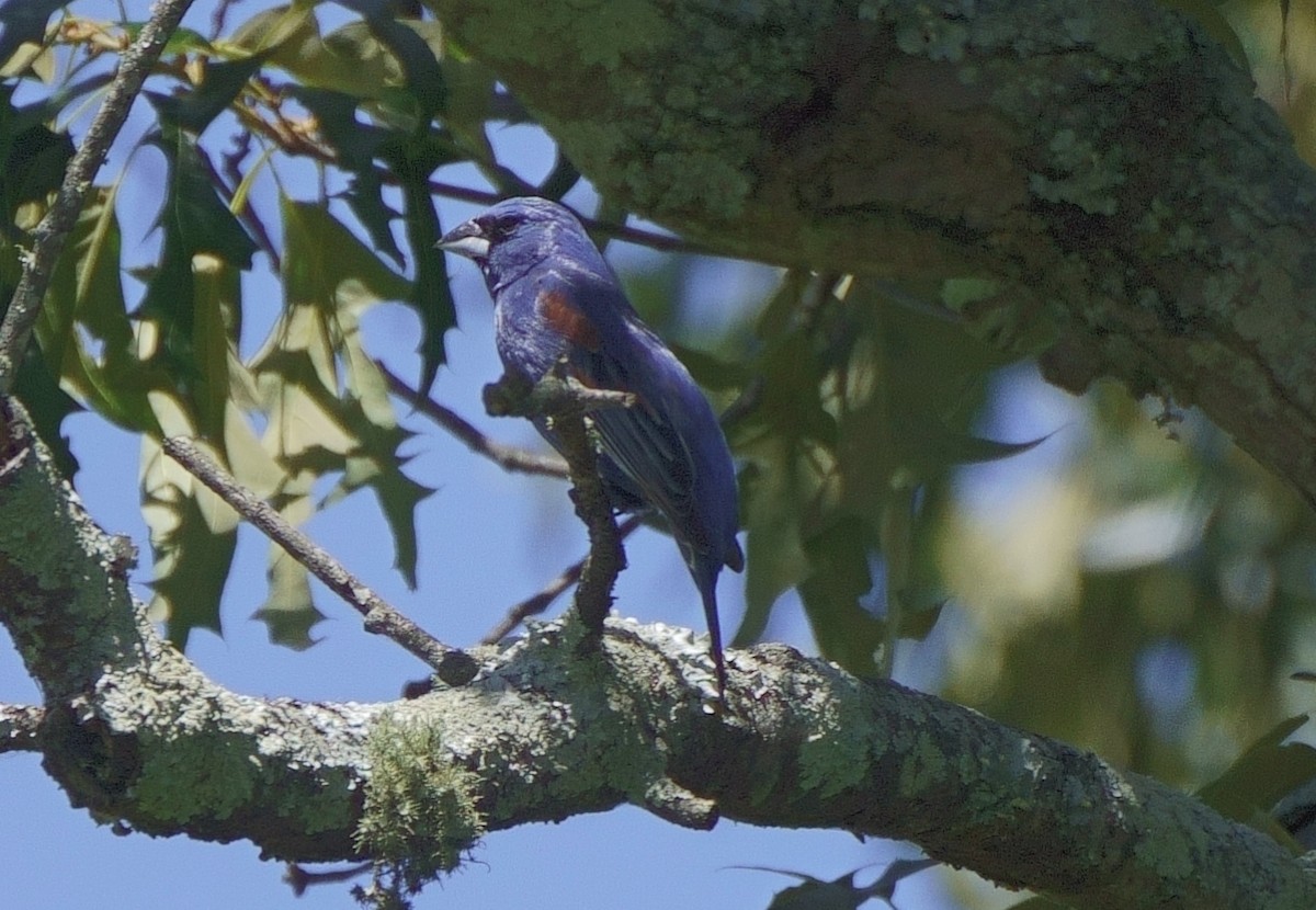 Blue Grosbeak - ML620147954