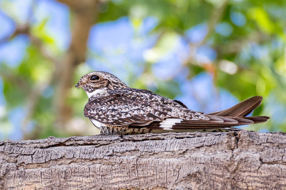 Common Nighthawk - ML620147971