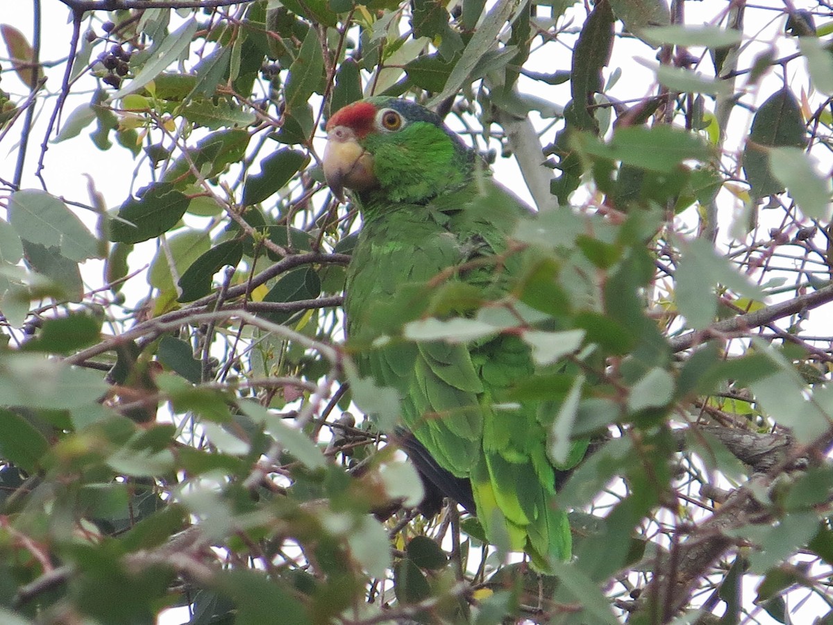 Red-crowned Parrot - ML620147977