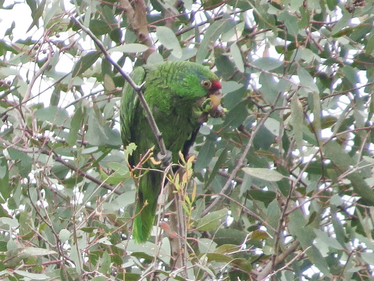 Red-crowned Parrot - ML620147978