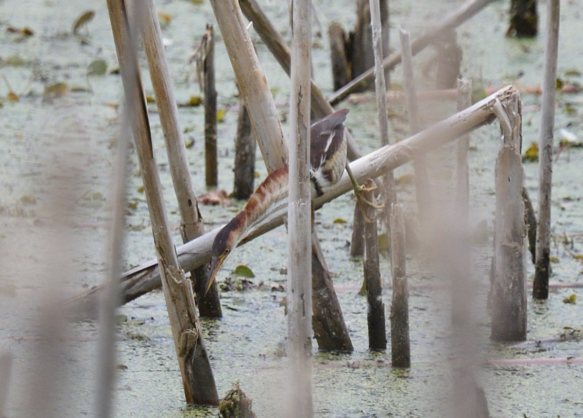 Least Bittern - ML620147985