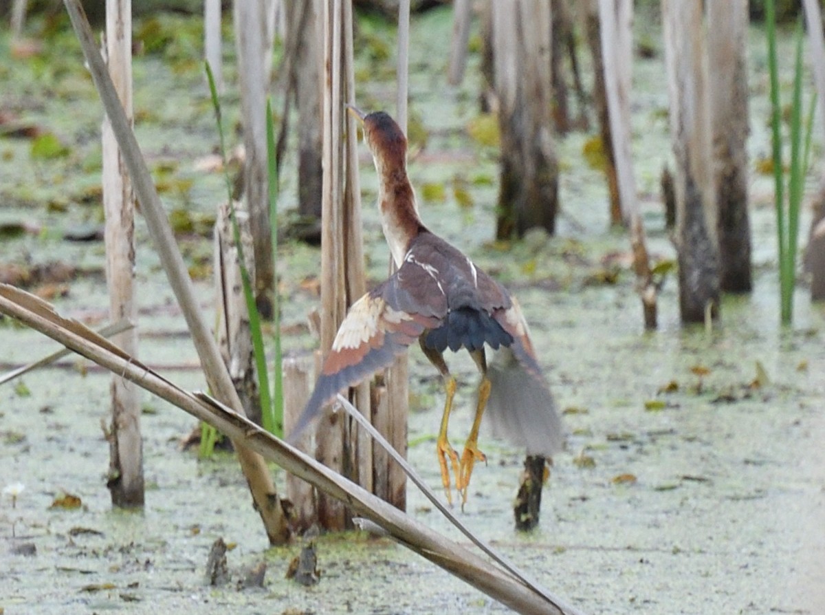 Least Bittern - ML620147987