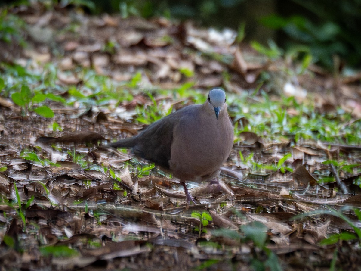 Gray-fronted Dove - ML620148012