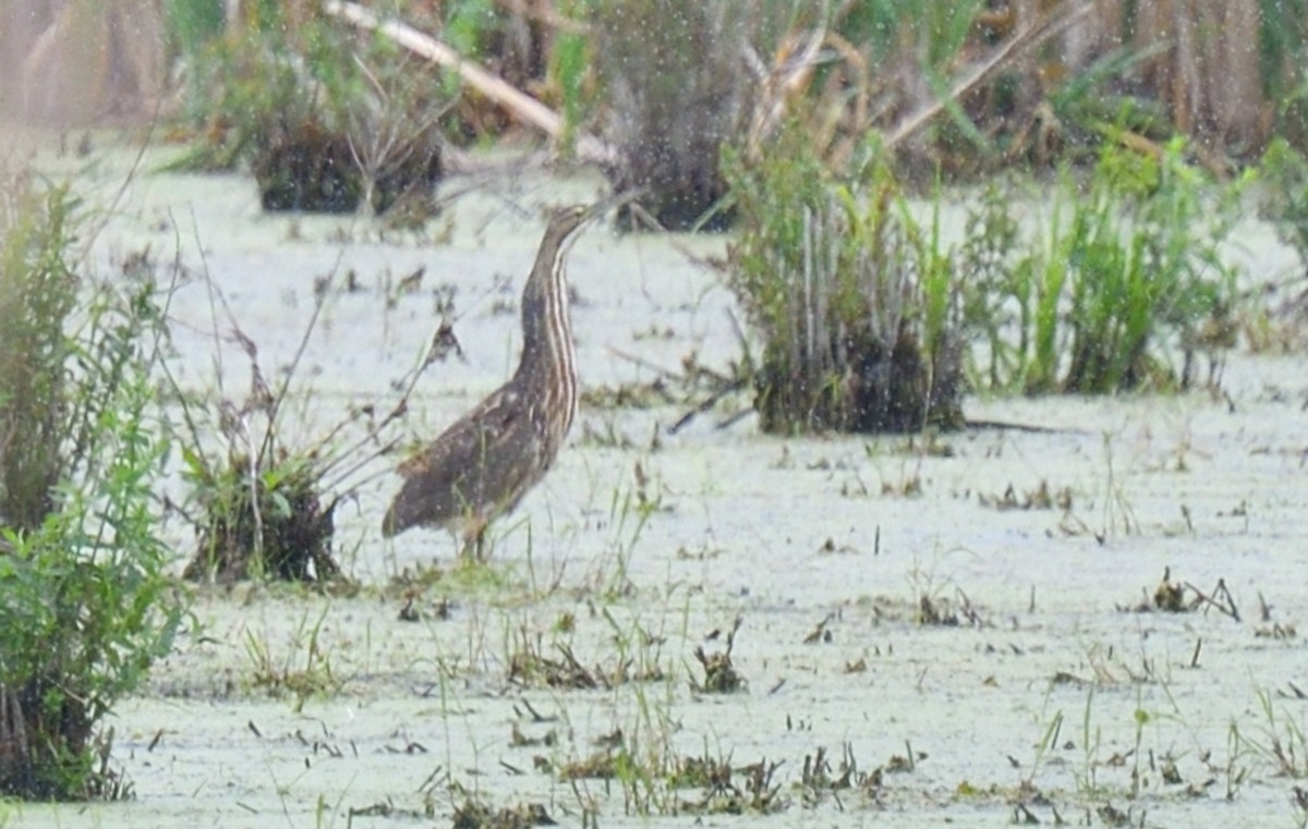 American Bittern - ML620148026