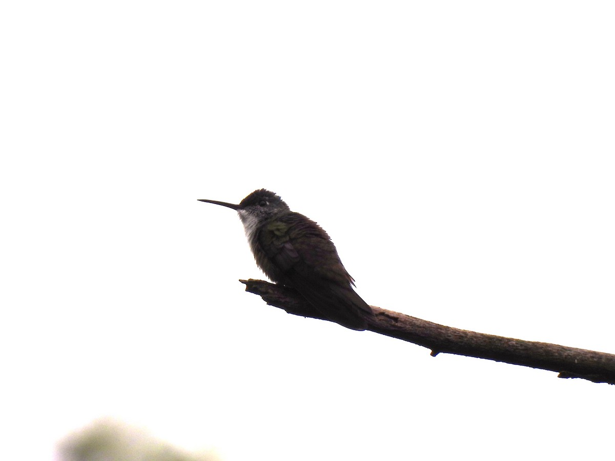 Azure-crowned Hummingbird - ML620148038