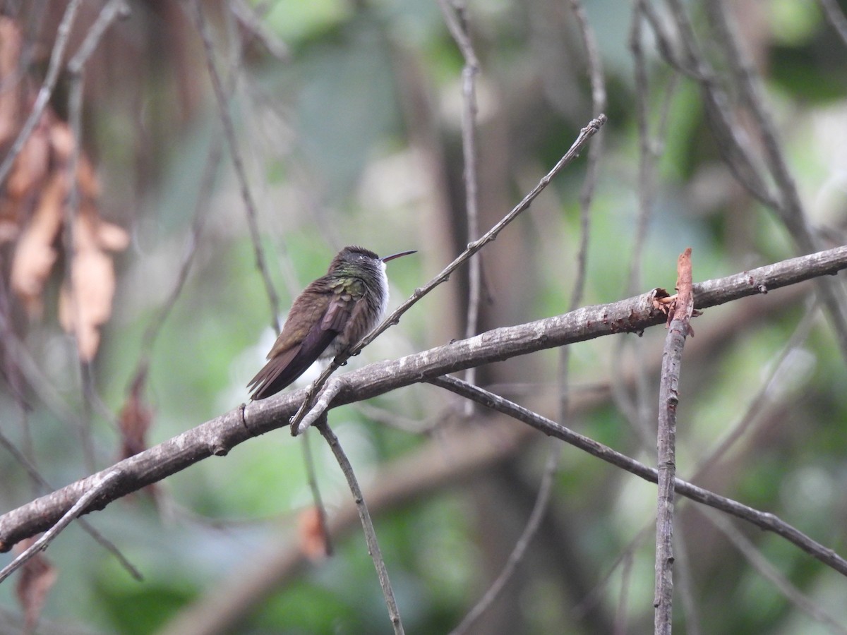 Azure-crowned Hummingbird - ML620148040