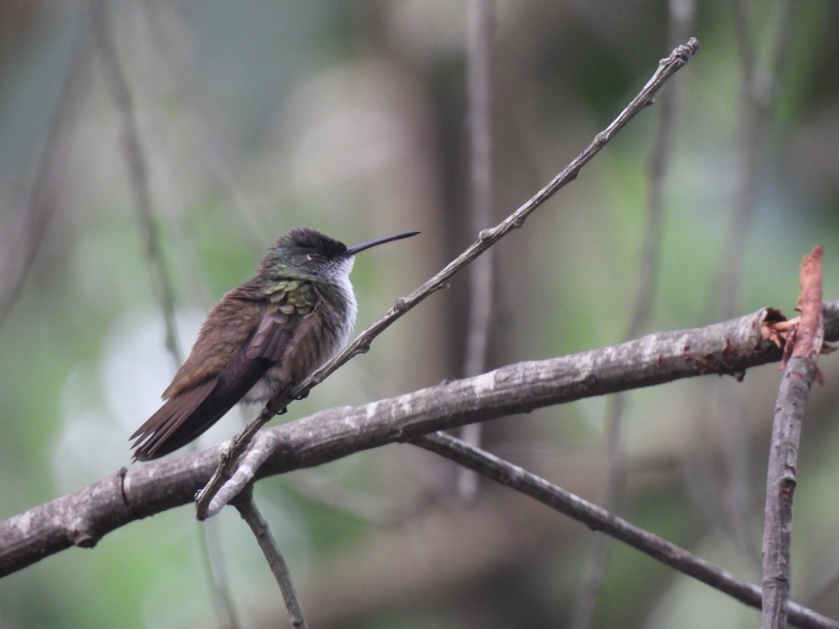 Azure-crowned Hummingbird - ML620148041