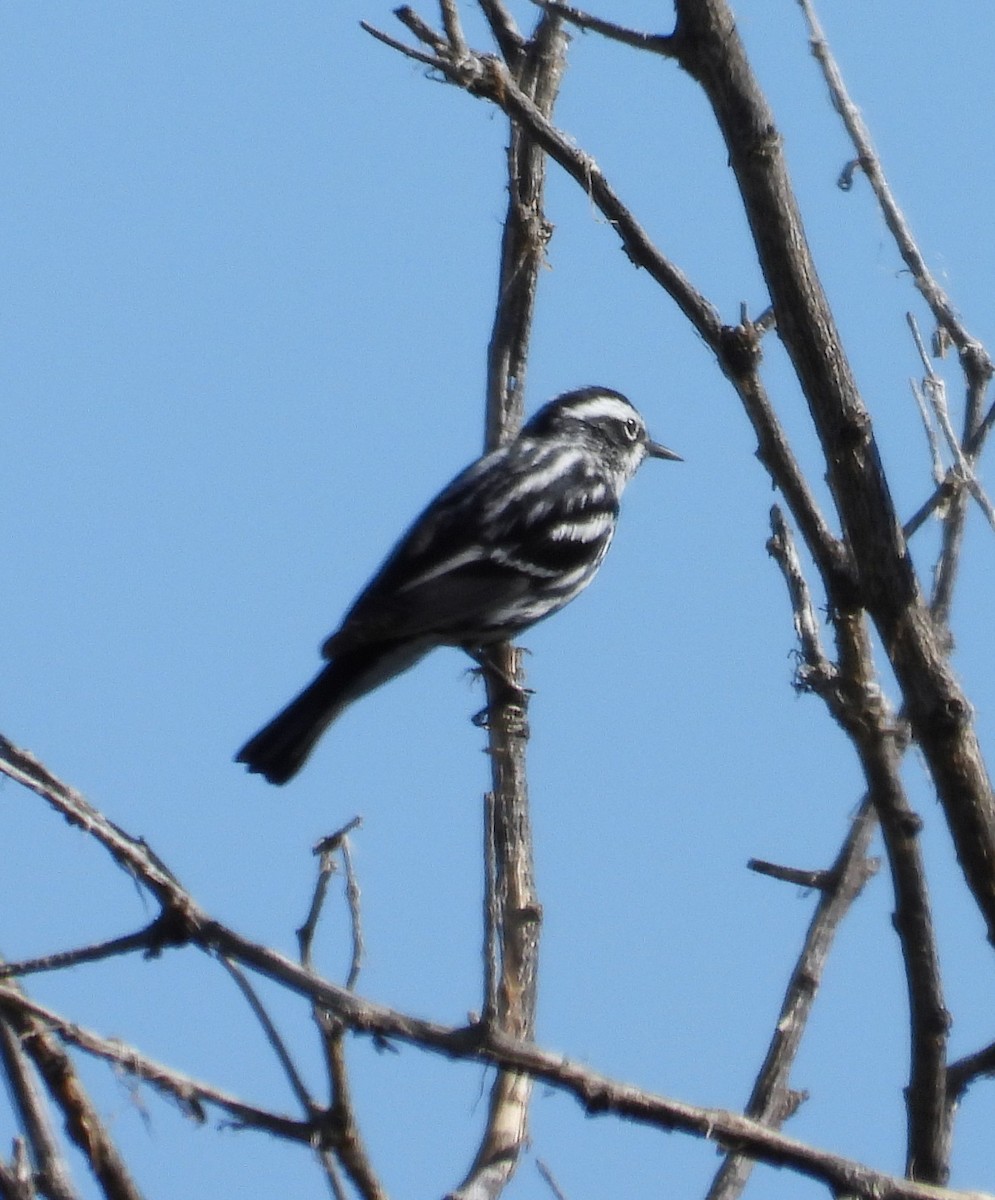 Black-and-white Warbler - ML620148049