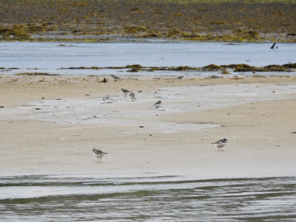 Common Ringed Plover - ML620148056