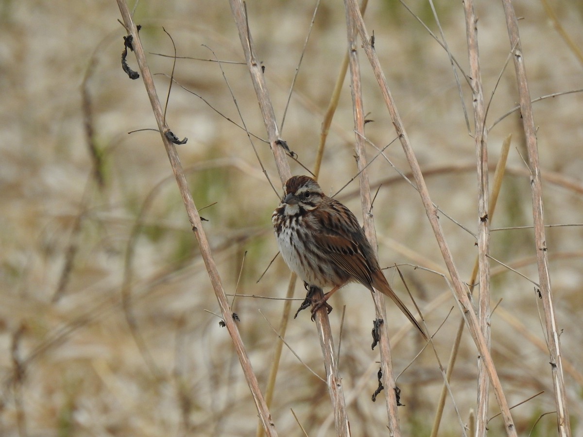 Song Sparrow - ML620148068