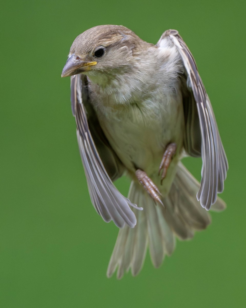 Moineau domestique - ML620148082