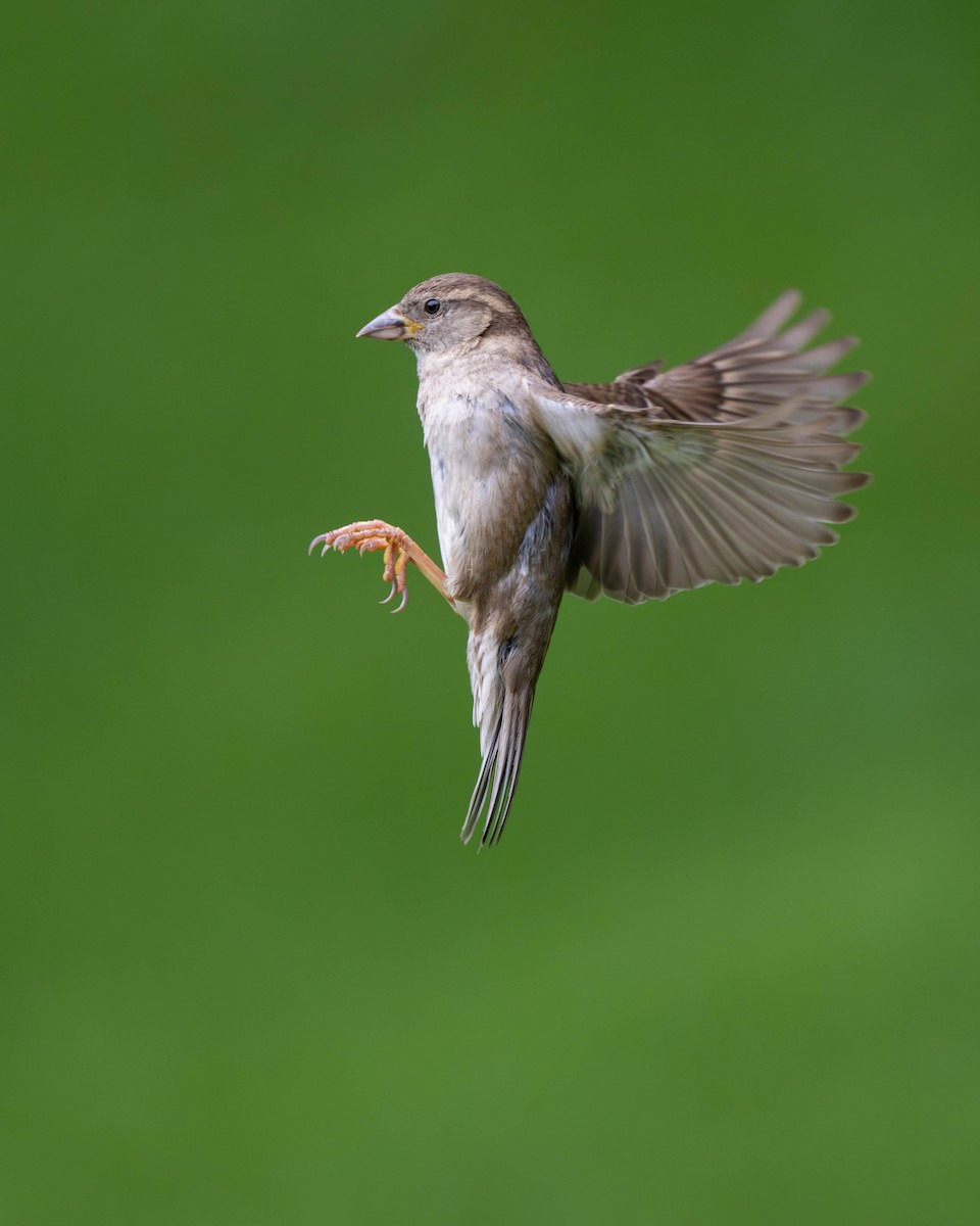 Moineau domestique - ML620148087