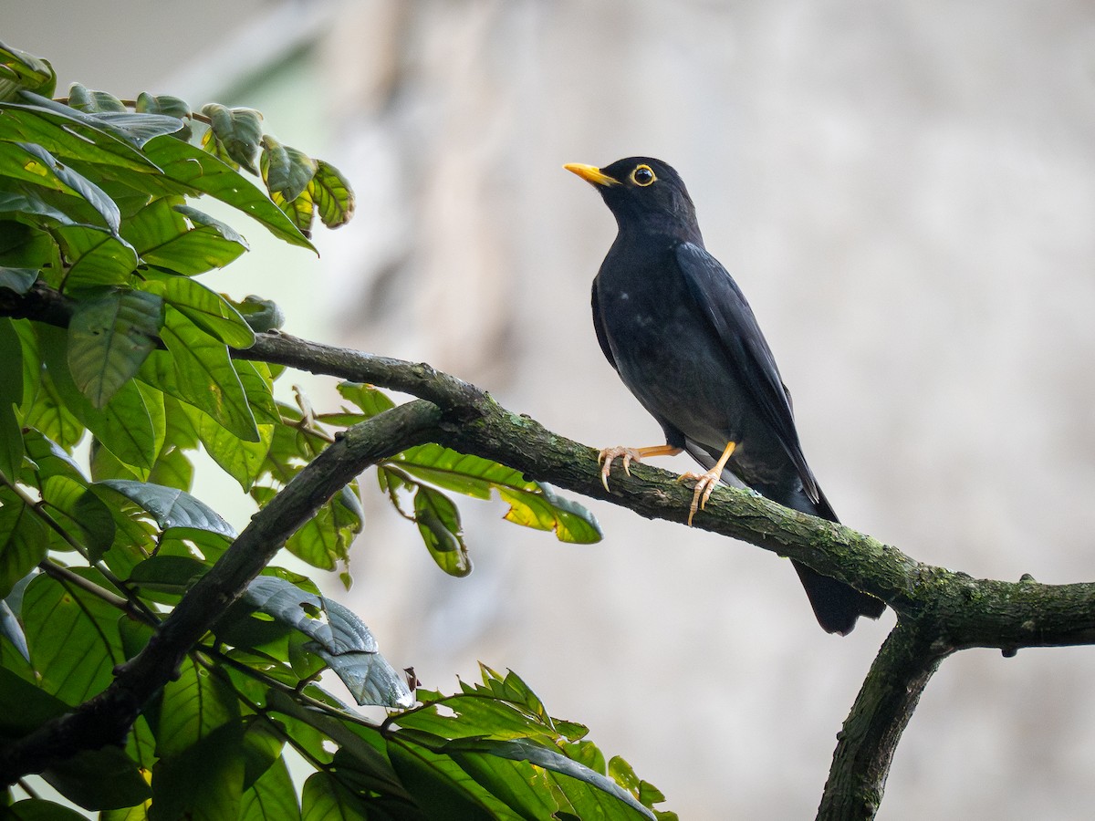 Yellow-legged Thrush - ML620148090