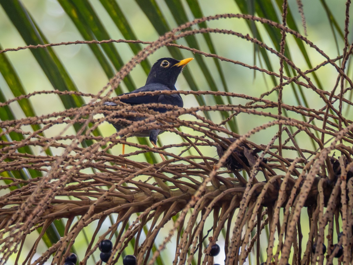 Yellow-legged Thrush - ML620148092