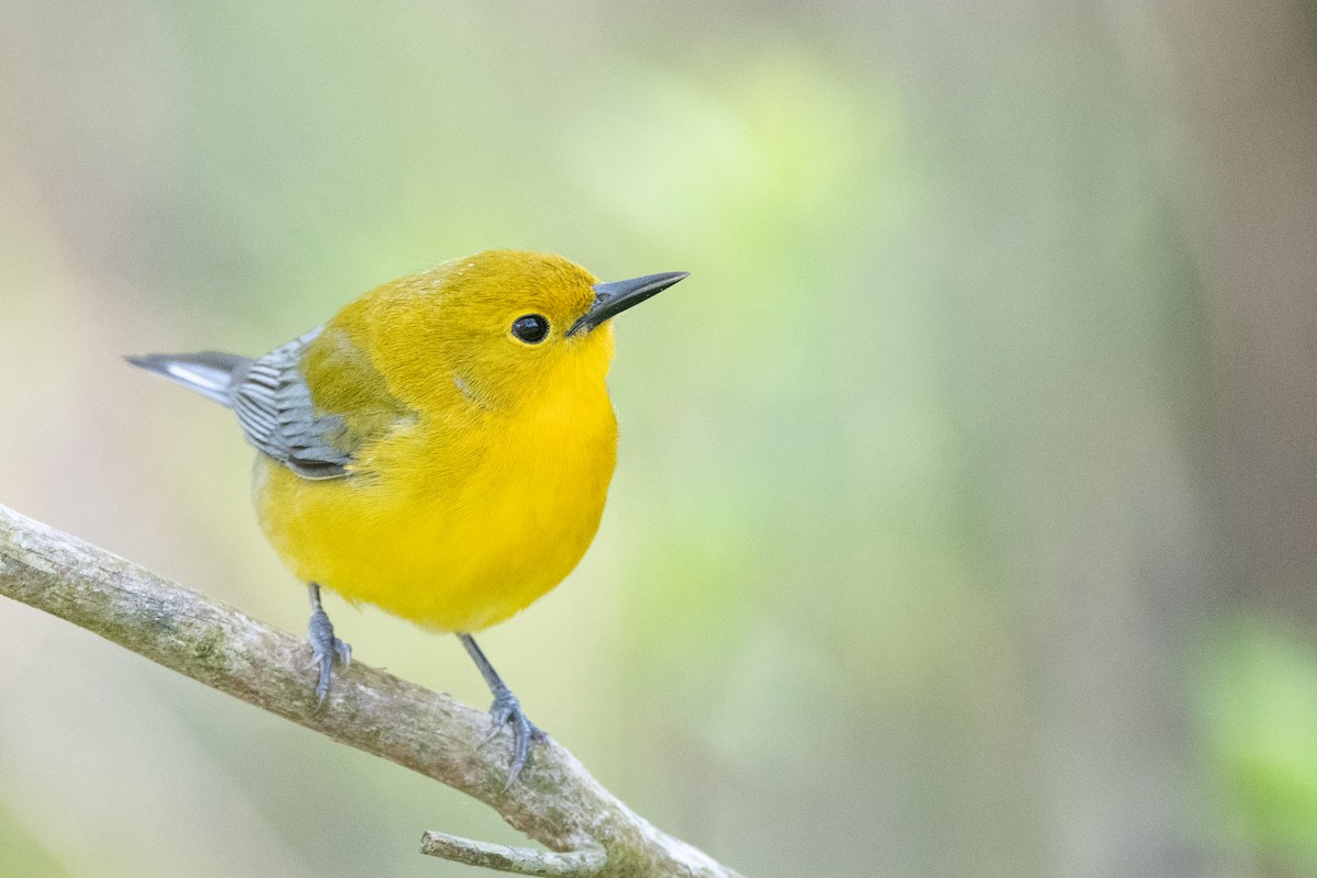 Prothonotary Warbler - ML620148095