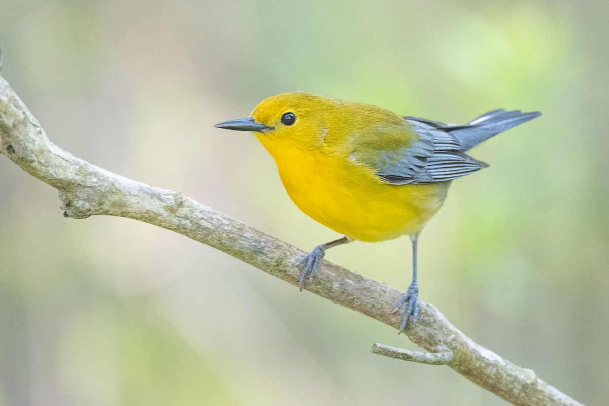 Prothonotary Warbler - ML620148096