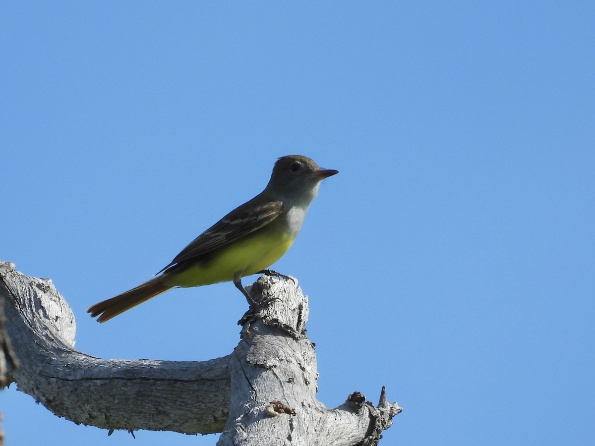 Great Crested Flycatcher - ML620148100