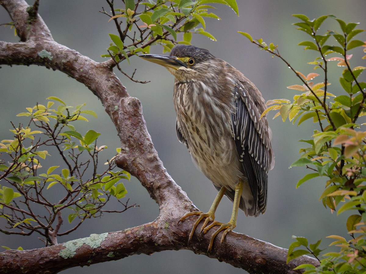 Striated Heron - ML620148105