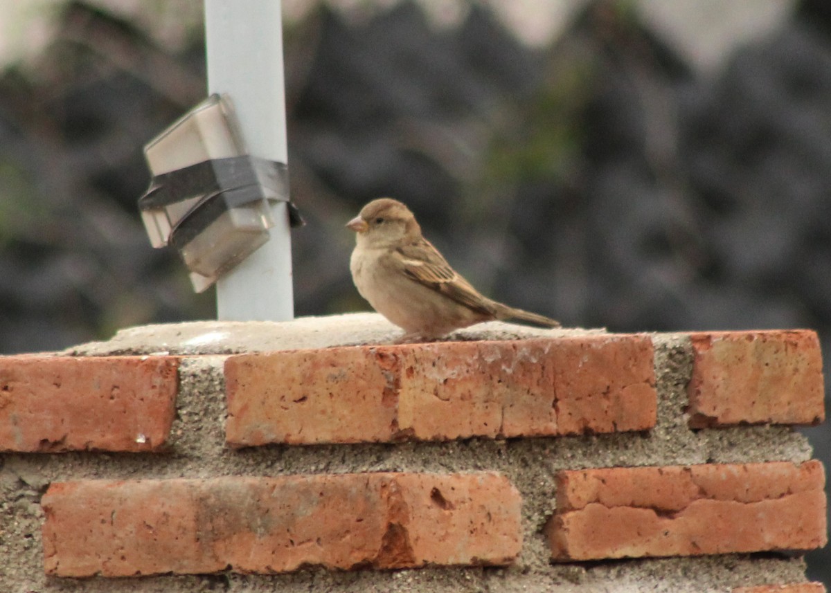 House Sparrow - ML620148118