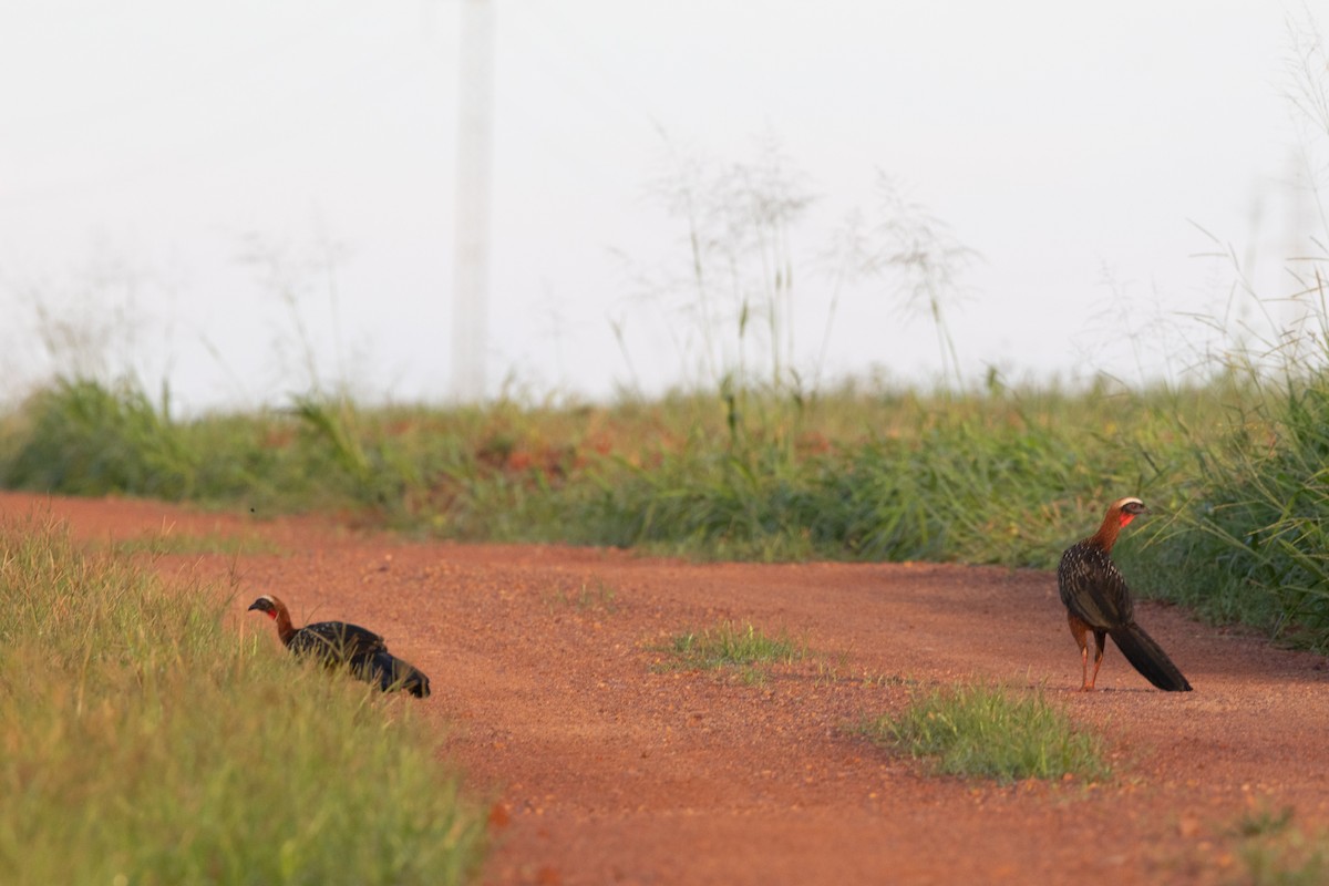 White-crested Guan - ML620148127