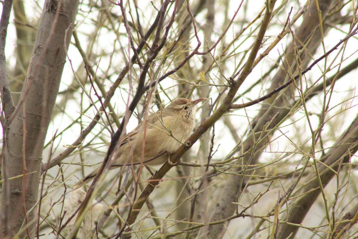 House Sparrow - ML620148131