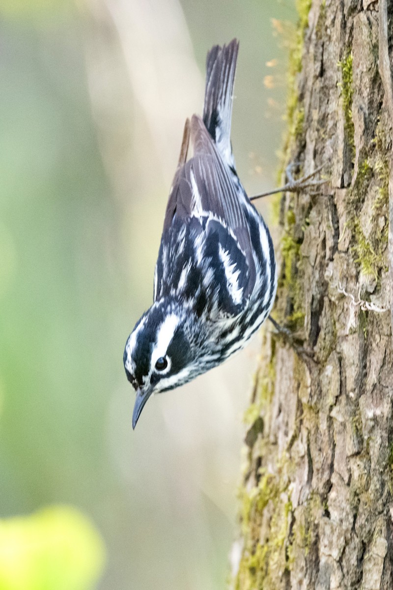 Black-and-white Warbler - ML620148134