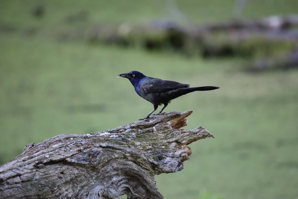 Common Grackle - ML620148136