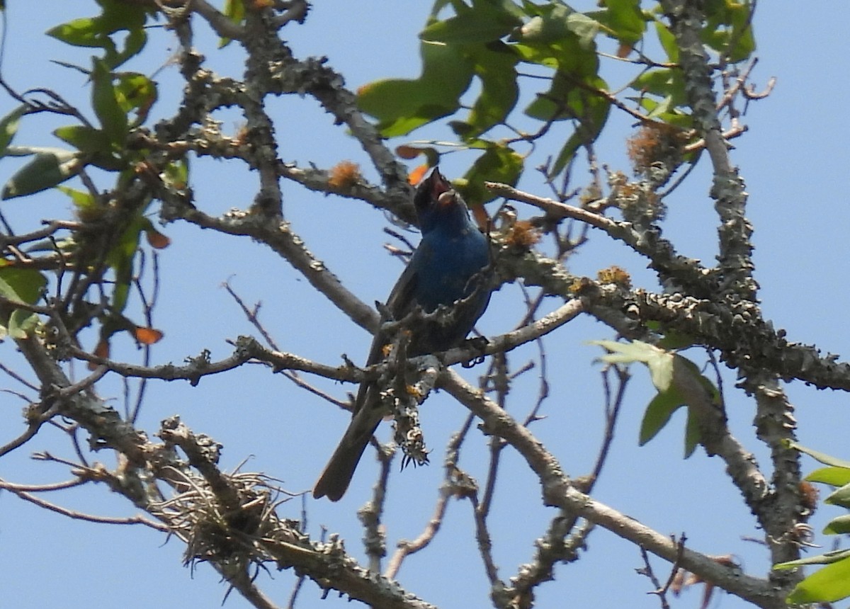 Indigo Bunting - ML620148151