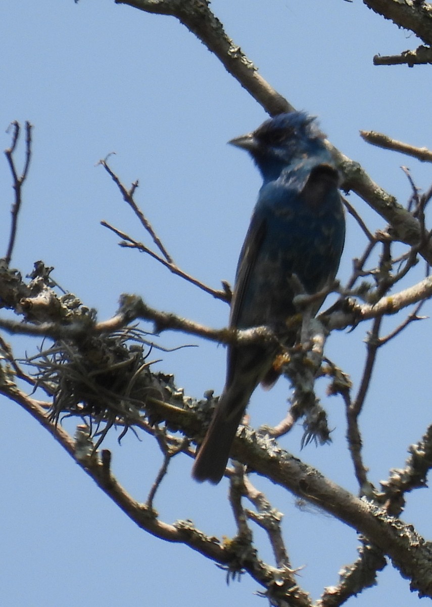 Indigo Bunting - ML620148152