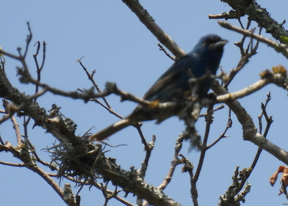 Indigo Bunting - ML620148153