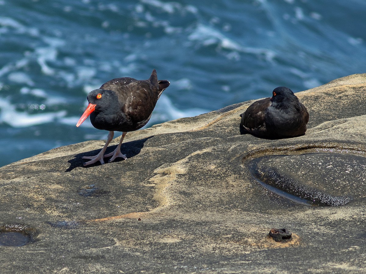 Black Oystercatcher - ML620148158