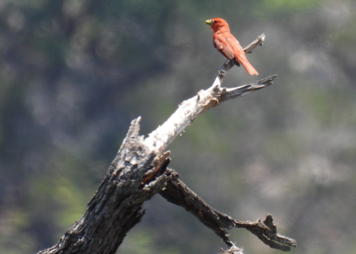 Summer Tanager - ML620148164