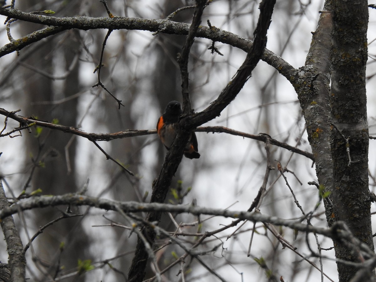 American Redstart - ML620148174