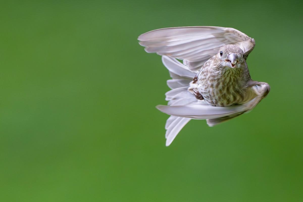 House Finch - ML620148181