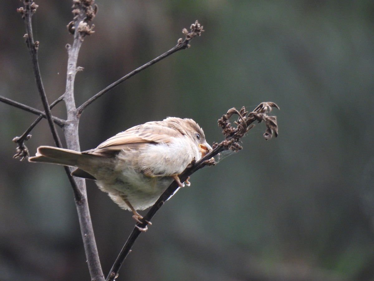Rufous-collared Sparrow - ML620148205