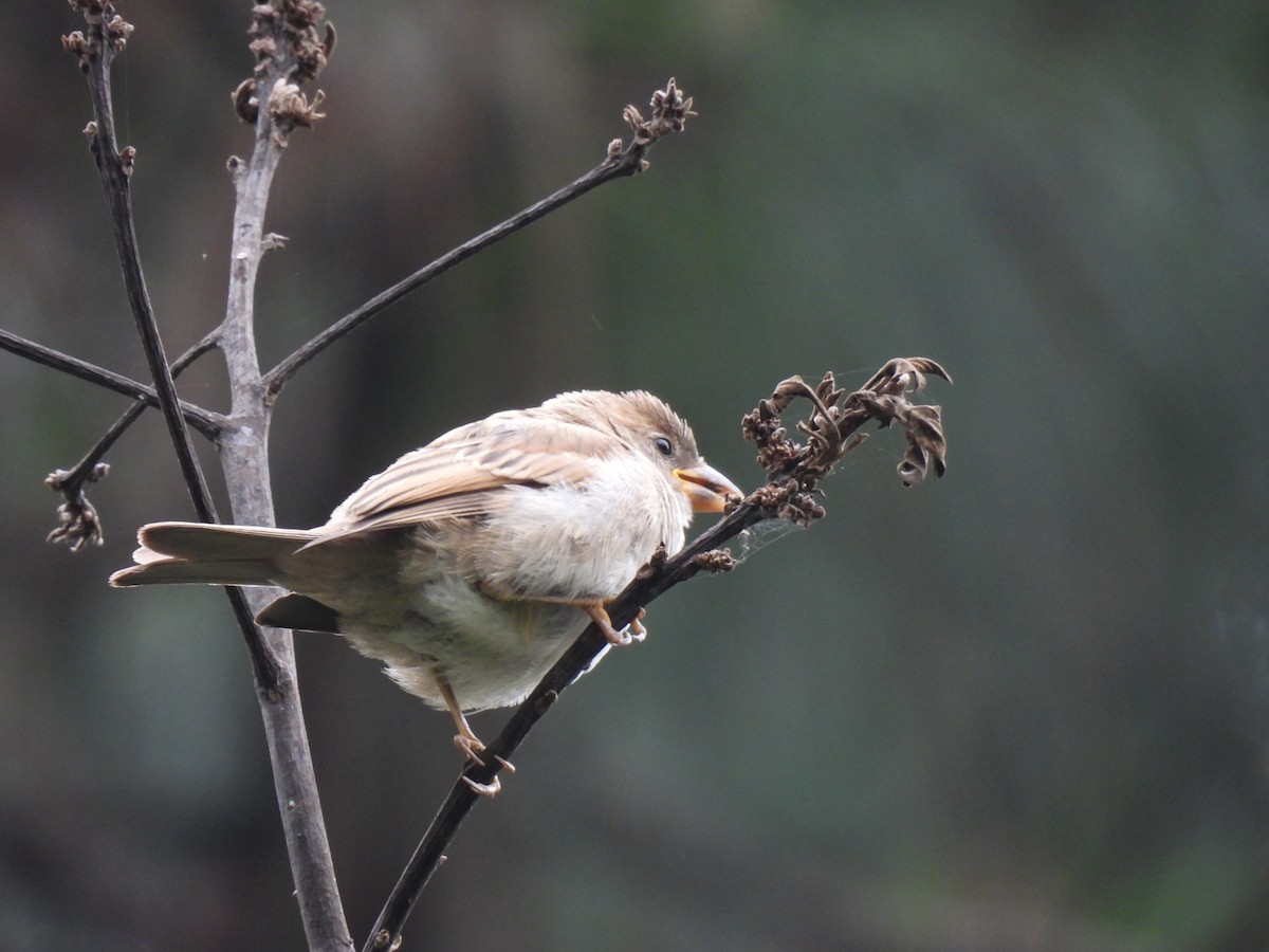 Rufous-collared Sparrow - ML620148206