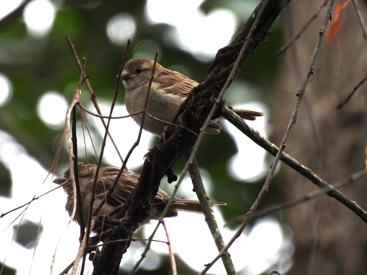 Rufous-collared Sparrow - ML620148207