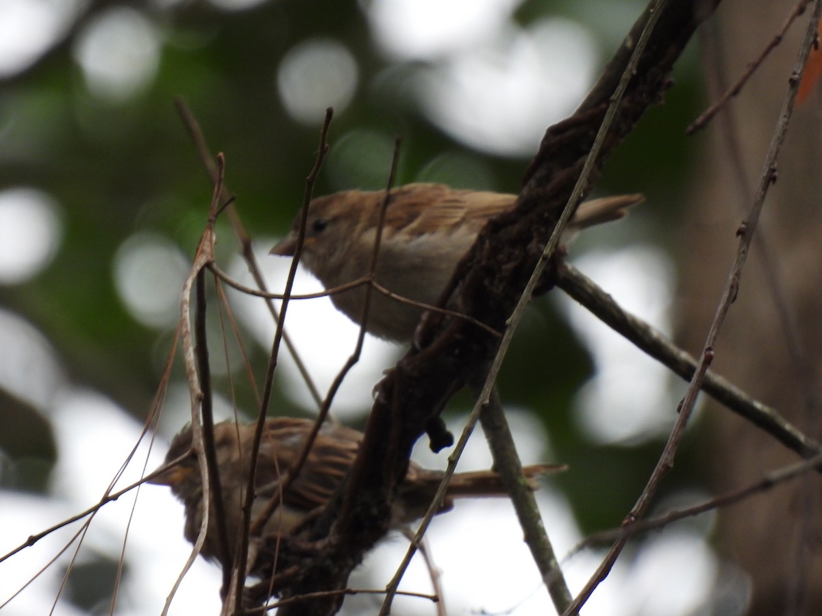 Rufous-collared Sparrow - ML620148208