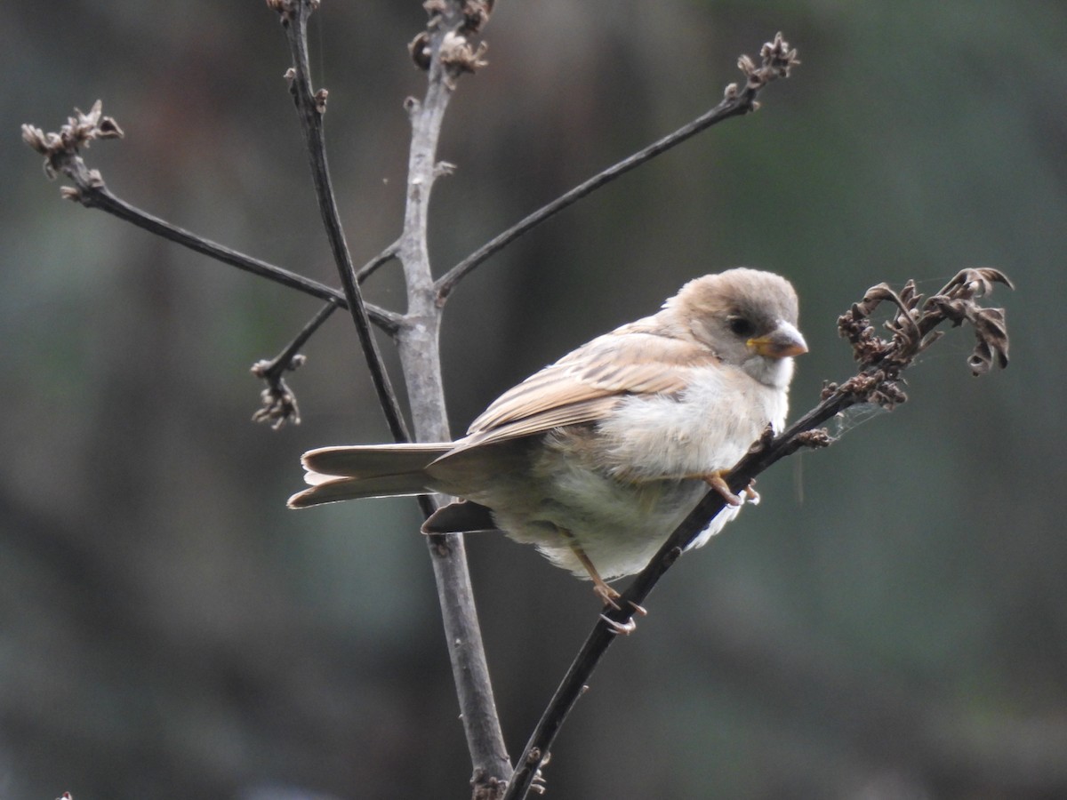 Rufous-collared Sparrow - ML620148209