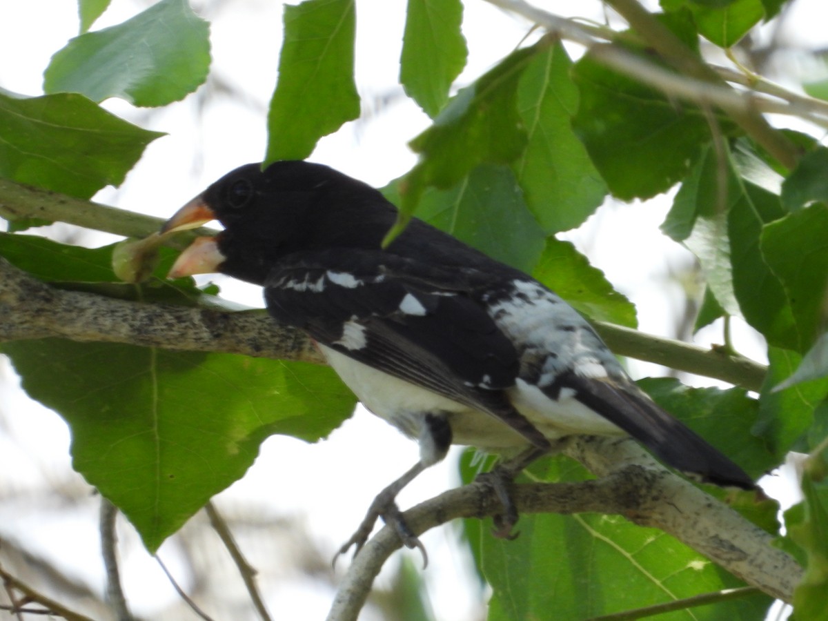 Rose-breasted Grosbeak - ML620148213