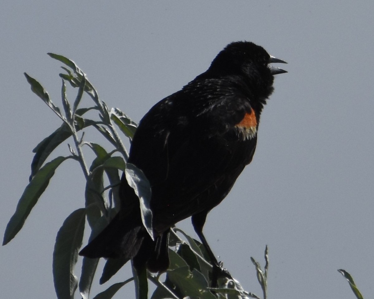 Red-winged Blackbird - ML620148218