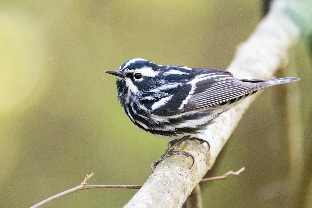 Black-and-white Warbler - ML620148223