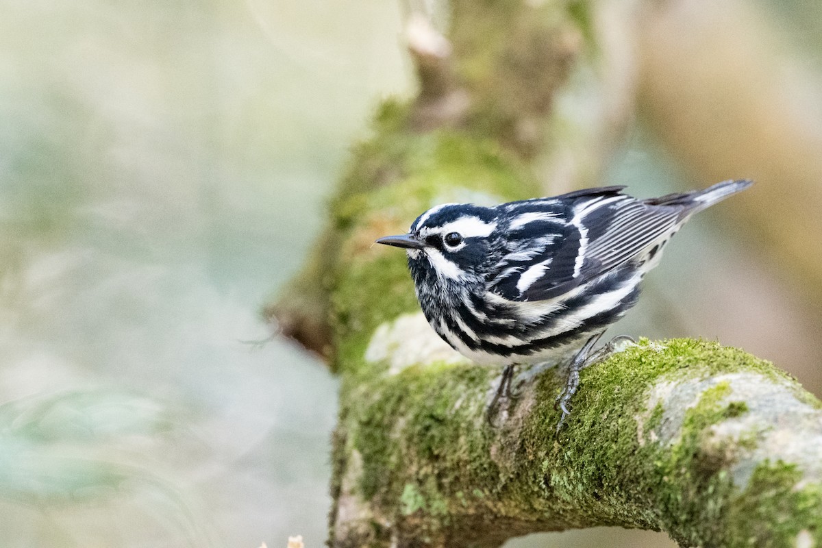 Black-and-white Warbler - ML620148224
