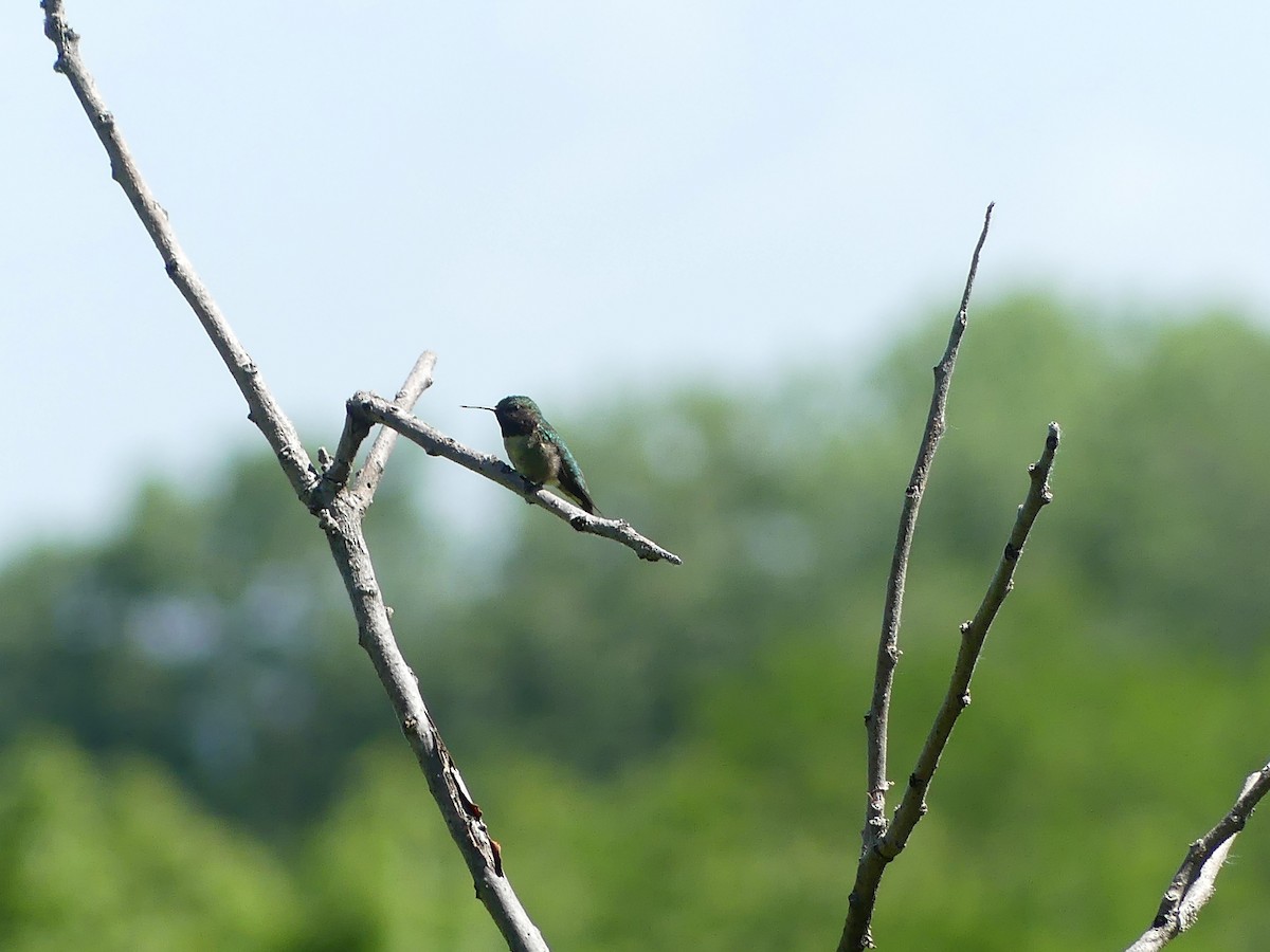 Ruby-throated Hummingbird - ML620148230