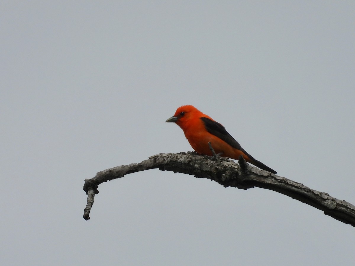 Scarlet Tanager - ML620148236