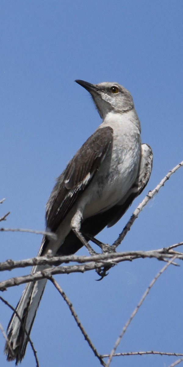 Northern Mockingbird - ML620148238