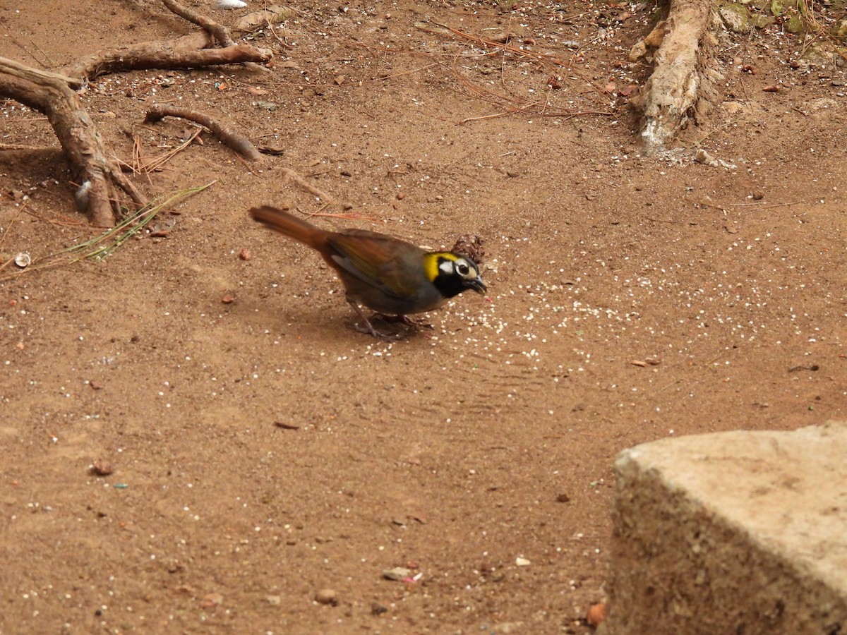 White-eared Ground-Sparrow - ML620148244